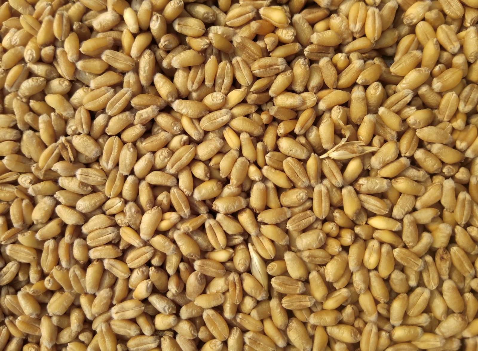 Agricultural Commodities - supporting image 1